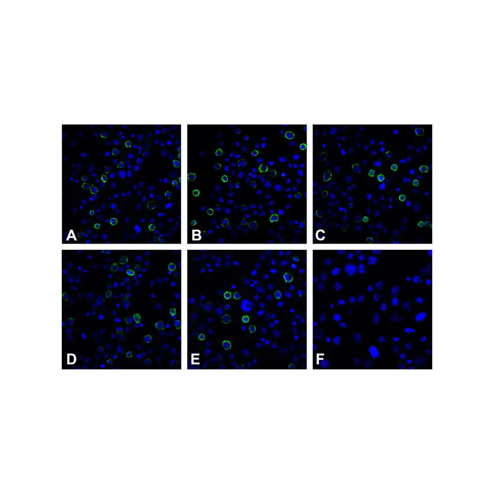 ProSci RF16020 PDL2 Detection Set (Risk Free), ProSci, 1 Set/Unit Tertiary Image